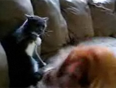 Kedi köpeğe fena saydırıyor (video)