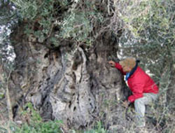 Aydında bin yıllık zeytin ağacı