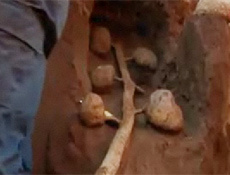 Karınca yuvası inanlmaz (video)