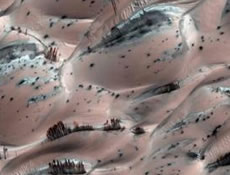 Mars fotoğraflarındaki ağacın sırrı